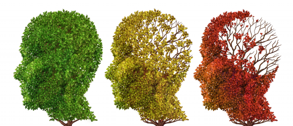 Cognitive Decline: the aging brain