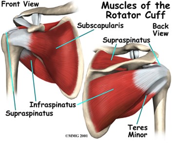 Rotator Cuff Pathology and How Physical Therapy Can Help