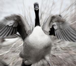I'm Afraid of Geese: A Brief Summary of Pain Science
