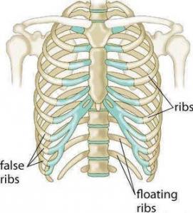 THE ANATOMY OF THE RIBS & BREATHING