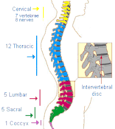 THE ANATOMY OF THE SPINE