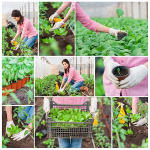 Healthy Gardening Tips